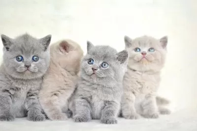 Okyanus Gozlu Silver Point British Shorthair Yavrumuz