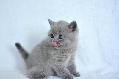 Show Kalite Gri British Shorthair Yavrumuz