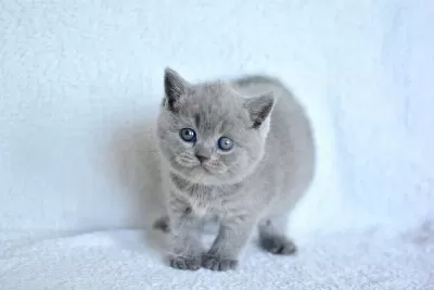 Top Kafa Gri British Shorthair Yavrumuz