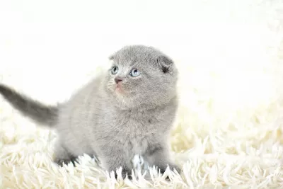 Top Kafa Gri Scottish Fold