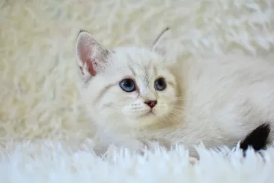 Şampi Yon Soyundan Lynx British Shorthair