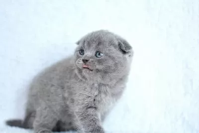 Kucak Delisi Gri Scottish Fold Shorthair
