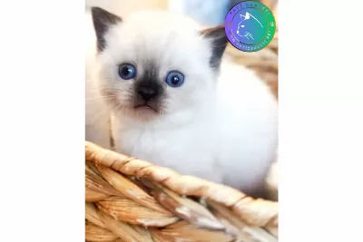 Şık Çikolata Point British Shorthair Yavrumuz