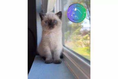 Şık Çikolata Point British Shorthair Yavrumuz