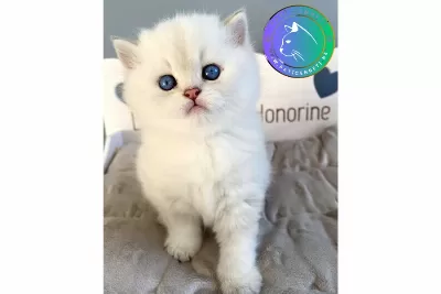 Ev Ortamına Alışkın Silver British Shorthair
