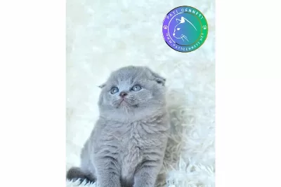 Kucak Delisi Gri Scottish Fold Shorthair Yavrumuz