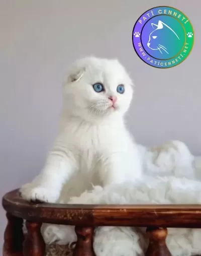 Kar Topu Silver Scottish Fold Shorthair Yavrumuz