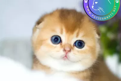 Kıvrık Kulaklı Golden Scottish Fold Shorthair