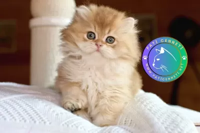 Golden Yeleli British Longhair yavrumuz