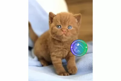 Minik Çikolata Topu Chocolate British Shorthair