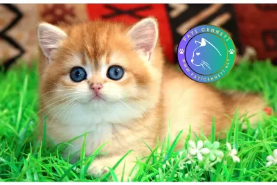 Kraliyet Yavrusu Golden British Shorthair