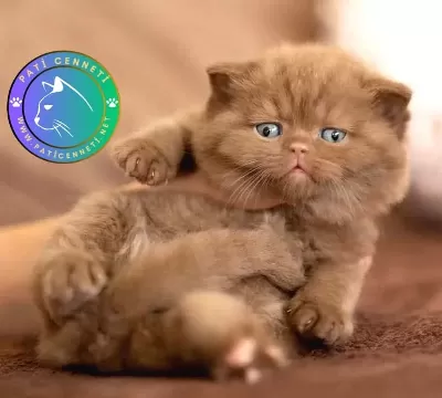 Kakao Tüy Mucizesi Chocolate British Shorthair