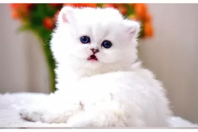 Patili Melek Silver British Longhair yavrumuz