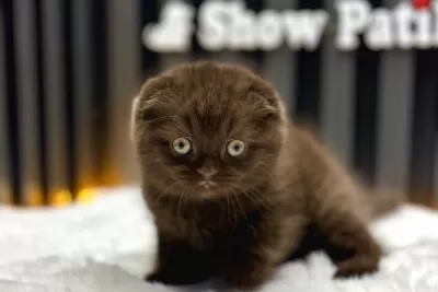 Cinnamon Scottish Fold