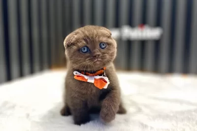 Cinnamon Scottish Fold