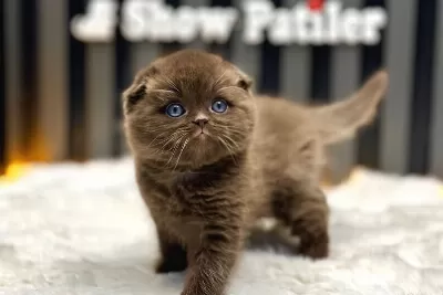 Scottish Fold Cinnamon Üst Düzey
