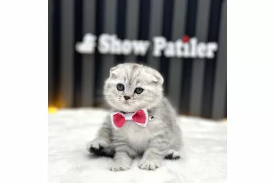 Scottish Fold Silver Yavrumuz