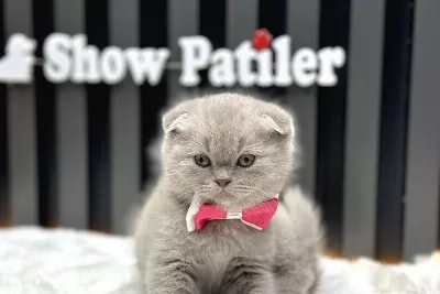 Scottish Fold Show Kalite