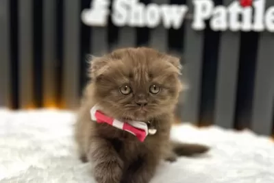Cinnamon Scottish Longhair