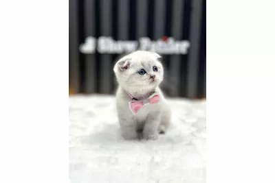Scottish Fold Silver Point
