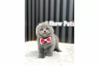 Scottish Fold Kül Rengi Cins Kedi
