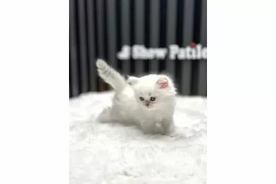 BRİTSH LONGHAİR SİLVER POİNT