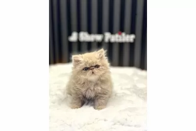 İran Perisan Fawn Baby