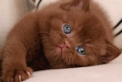 Minik Mocha Chocolate British Shorthair
