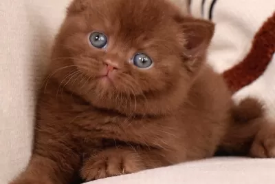 Minik Mocha Chocolate British Shorthair