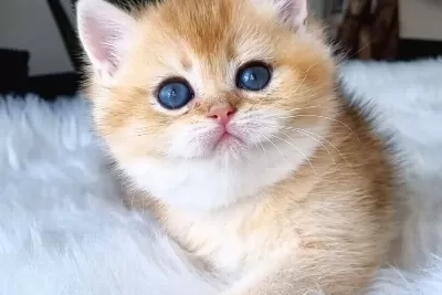 Ay Işığı ile Gelen Yavrumuz Golden British Shorthair