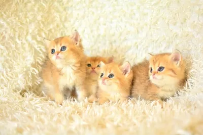 Golden Rengin  En Güzel Tonları Ny12