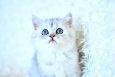 Show Kalite Ns25 British Shorthair Yavrumuz Disi
