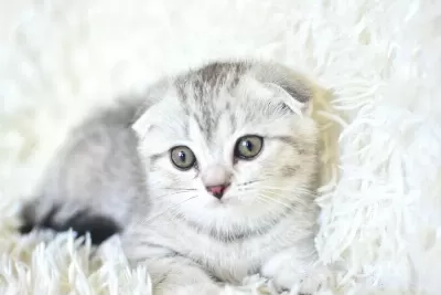 Best Klas Ns25 Scottish Fold Yavrumuz