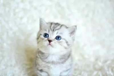 Muhteşem Kalitede Silver Tabby Ns24