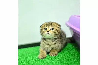 Top Kafa Ny24 Golden Scottish Fold