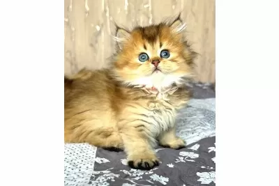Altın Yumağımız Black Golden British Longhair