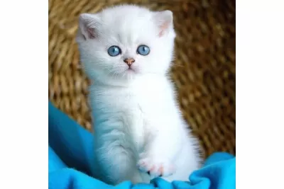 Bulut Beyazı Mavi Göz Ns1133 British Shorthair
