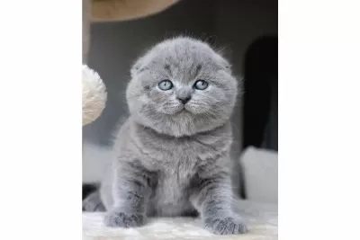 Duman Grisi Scottish Fold Shorthair