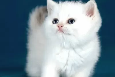 Bem Beyaz Silver British Shorthair Ns1133