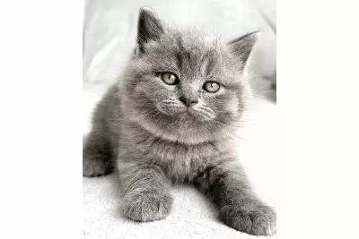 Pofidik Surat Gri British Shorthair