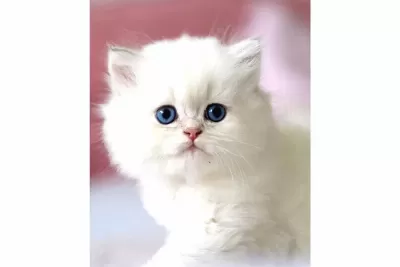 Benzeri Olmayan NS1133 British Longhair