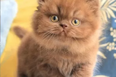 Türünün Tek Örneği Chocolate British Longhair