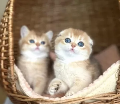 Üstün Kalite Top Kafa Golden Ny12 Scottish Fold Shorthair