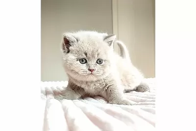 Mahsun bebeğim Lilac British Shorthair