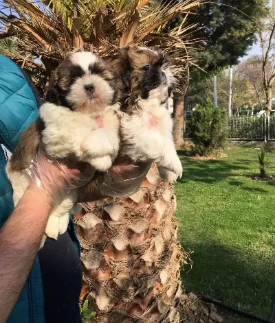 Super Kalite Shih Tzu Yavrular Magazamızda
