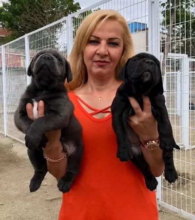Muhteşem Anne Babadan Mukemmel Cane Corso Yavrularımız