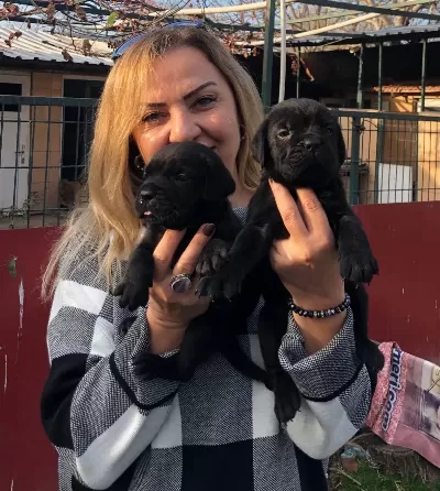 Irk Garantili Mukemmel Cane Corso Yavrularımız