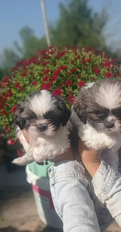 Shih Tzu Minik Bebekler