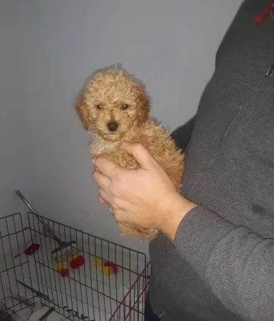 Maltipo Cinsi Yavrularımız
