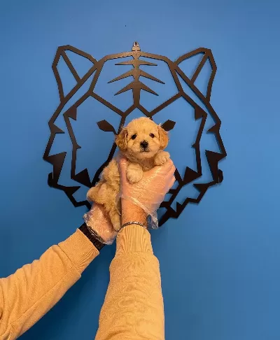 Mukemmel Maltipoo Yavrularımız